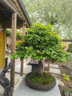 Bonsai Carpinus, In pot, Minder dan 100 cm, Lente, Overige soorten