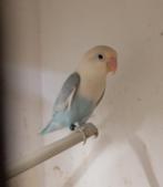 Fischeri blauw pastel pop