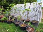 Verschillende soorten vijgen planten, Volle zon, Vijgenboom, Ophalen, In pot