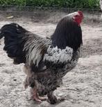 Broedeieren Brahma zilverkwartel (groothoenders), Dieren en Toebehoren, Geslacht onbekend, Kip