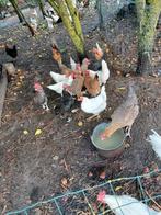 kippen, Dieren en Toebehoren, Pluimvee