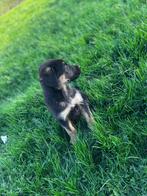 Kruising tussen Duitse herder en labrador, België, CDV (hondenziekte), 8 tot 15 weken, Groot