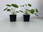 Chinese geldplant/Pilea peperomioides Diels, Ophalen, Overige soorten, In pot, Halfschaduw