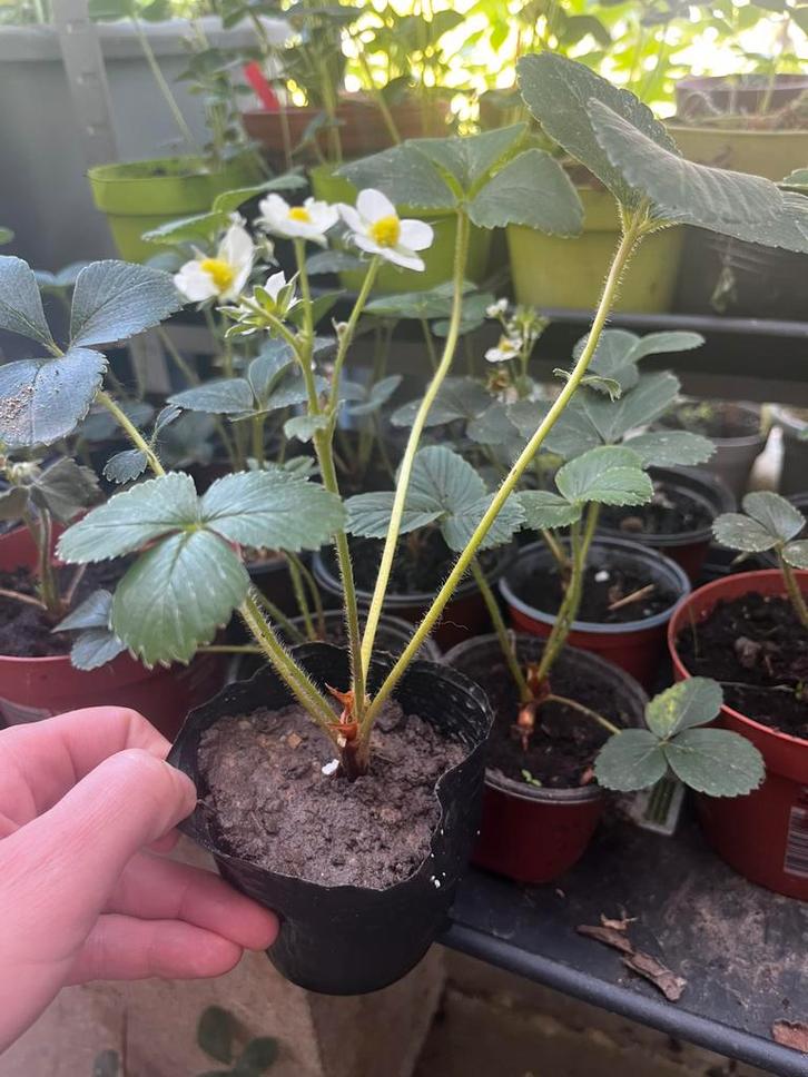 Aardbeienplantjes te koop!, Tuin en Terras, Planten | Tuinplanten, Vaste plant, Fruitplanten, Halfschaduw, Lente, Ophalen of Verzenden