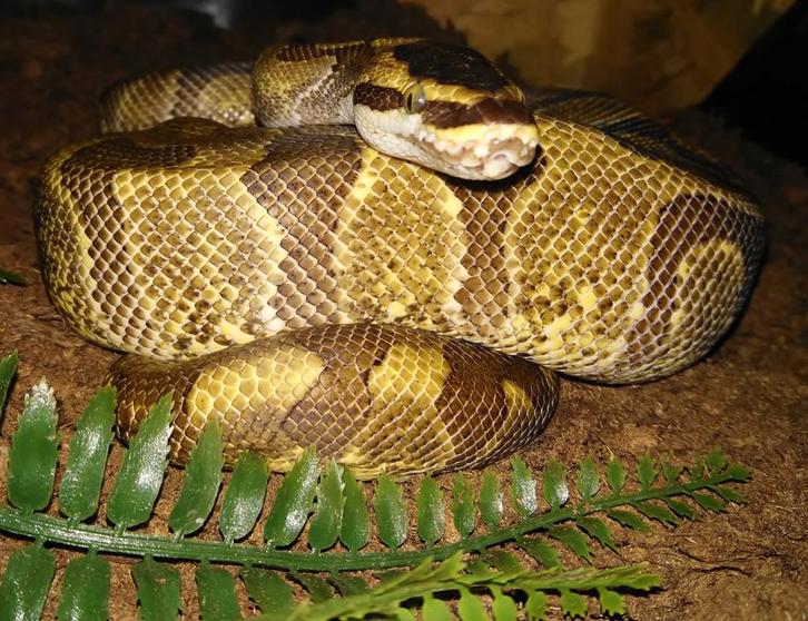 Python regius Super Enchi volwassen man NK2016, Dieren en Toebehoren, Reptielen en Amfibieën, Slang, 7 tot 10 jaar