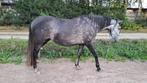 PRE MERRIE zoekt nieuwe thuis, Dieren en Toebehoren, Paarden, Merrie, Minder dan 160 cm, Gechipt, 3 tot 6 jaar