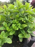 Marokaanse munt stekjes, Tuin en Terras, Planten | Tuinplanten, Ophalen, Vaste plant, Kruiden, Halfschaduw