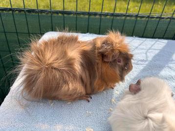 Borstel cavia beertje