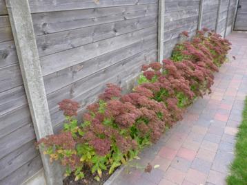 vaste planten  beschikbaar voor biedingen