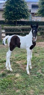 Zwart bont hengstenveulen Daily Magic de Rock z, Avec pedigree, 0 à 2 ans, Cheval de saut, Ne s'applique pas