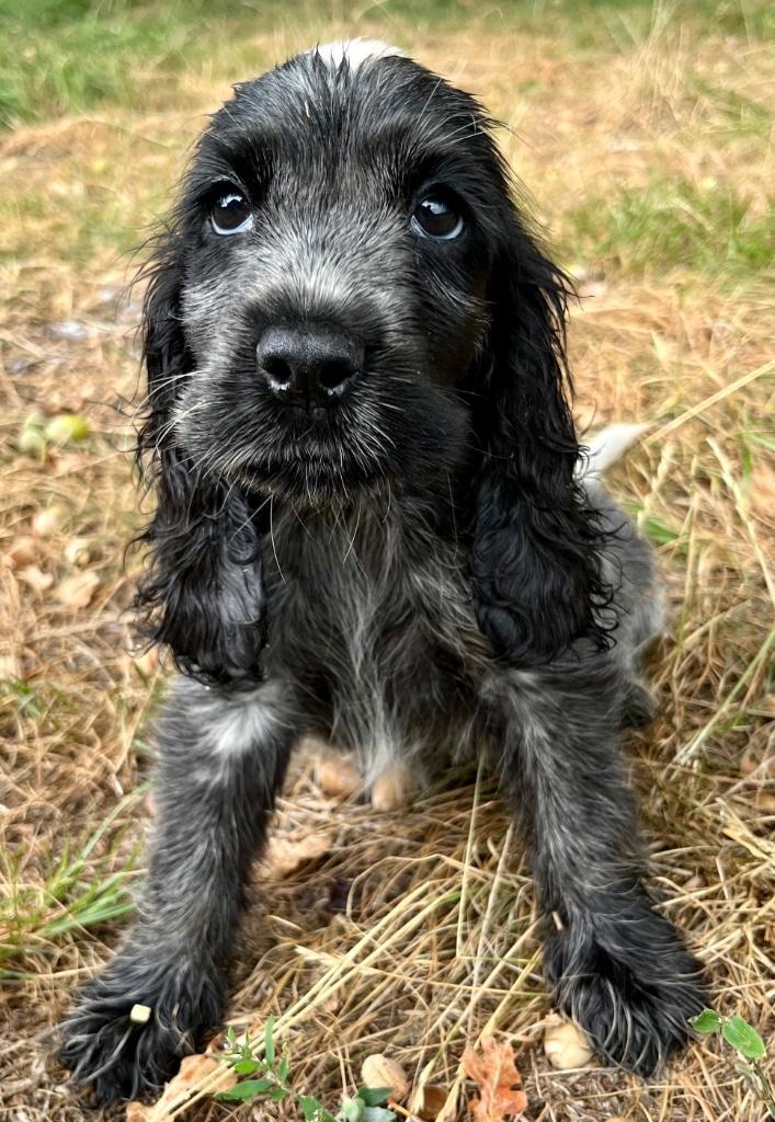 Engelse cocker spaniël pups, Dieren en Toebehoren, Honden | Retrievers, Spaniëls en Waterhonden, Reu, Spaniël, Fokker | Hobbymatig