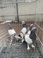 Super takla boz moeder vader baby's, Dieren en Toebehoren