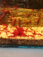 Neocaridina bloody Mary garnalen, Ophalen of Verzenden