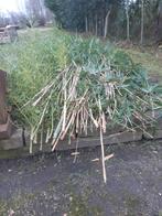 Bamboe-takken gratis, Tuin en Terras, Ophalen, Nieuw