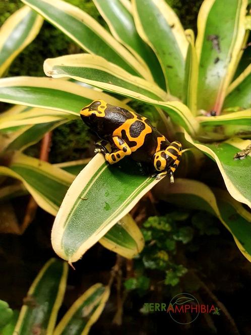 Dendrobates leucomelas, Animaux & Accessoires, Reptiles & Amphibiens, Amphibien, 0 à 2 ans