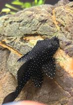 L181 pleco (vrouwtje)