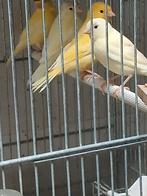 Jonge  kanaries, Dieren en Toebehoren, Vogels | Kanaries