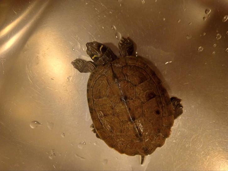 Waterschildpad schildpadden gezonde schildpad aquarium, Dieren en Toebehoren, Reptielen en Amfibieën, Schildpad