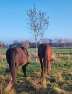 Gezocht: woning met weide