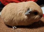 CH Teddy California beertje, Dieren en Toebehoren, Cavia, Mannelijk, Januari, Tam