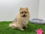 Pomeriaan puberpup, België, Keeshond, 15 weken tot 1 jaar, Reu