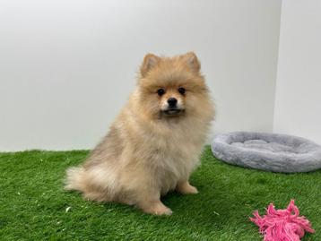 Pomeriaan puberpup, Dieren en Toebehoren, Honden | Poolhonden, Keeshonden en Oertypen, België, Keeshond, 15 weken tot 1 jaar, Reu