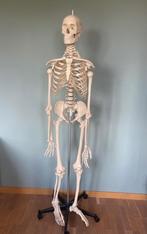 Anatomisch skelet, Ophalen, Zo goed als nieuw