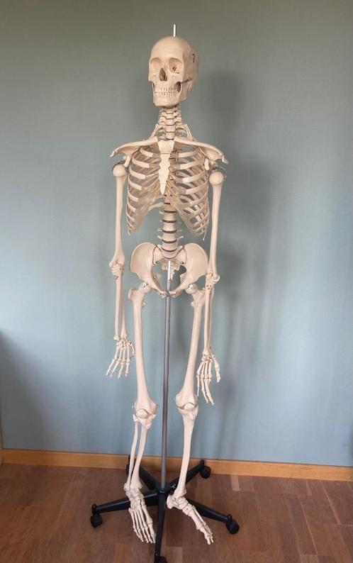 Anatomisch skelet, Diversen, Schoolbenodigdheden, Zo goed als nieuw, Ophalen