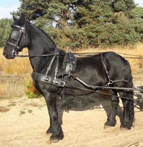 Ideal men tuigage zwart volleder (Full, Cob, Trekpaard), Dieren en Toebehoren, Paarden en Pony's | Hoofdstellen en Tuigage, Ophalen
