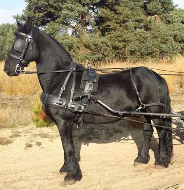 Ideal men tuigage zwart volleder (Full, Cob, Trekpaard), Dieren en Toebehoren, Paarden en Pony's | Hoofdstellen en Tuigage, Ophalen
