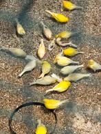 Kanaries van 2025, Dieren en Toebehoren, Vogels | Kanaries