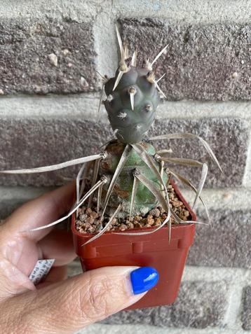 tephrocactus articulatus var. papyracanthus beschikbaar voor biedingen