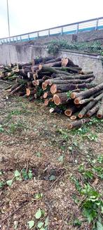 Bois à vendre 30€ m3 sur charleroi, Tuin en Terras, Brandhout, 6 m³ of meer, Ophalen, Overige houtsoorten, Stammen