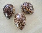 3 schelpen: Cypraea Tigris, Ophalen of Verzenden, Schelp(en)