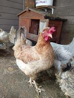 legkippen, Dieren en Toebehoren, Kip