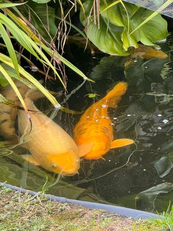 Japanse Koi yamabuki doitsu ogon 80 cm kweker Izumiya beschikbaar voor biedingen