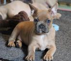Franse Bulldog pups, Dieren en Toebehoren, België, Reu, CDV (hondenziekte), 8 tot 15 weken