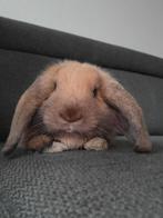Gecastreerd nhd rammetje, Dieren en Toebehoren, Mannelijk, Klein, Hangoor, 0 tot 2 jaar