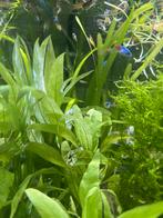 Baby guppies te koop