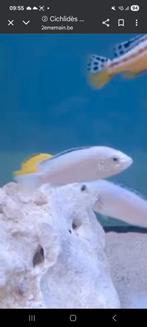 Cichlides malawi labidochromis nkhata, Dieren en Toebehoren