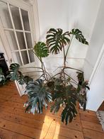 Monstera 150cm, Huis en Inrichting, Kamerplanten, Ophalen, 100 tot 150 cm, Overige soorten, Halfschaduw