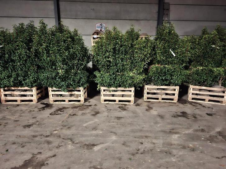 Portugese laurier aan stuntprijzen!, Tuin en Terras, Planten | Struiken en Hagen, Laurier, Ophalen