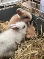 Jonge dwergkonijntjes (leeuwenkopjes), Dieren en Toebehoren, Meerdere dieren, Dwerg, 0 tot 2 jaar