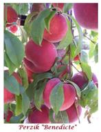 HALFSTAM PERZIK-BOMEN "BENEDICTE", 22€/stuk =ziekteresistent, Tuin en Terras, Planten | Tuinplanten, Ophalen, Volle zon, Vaste plant