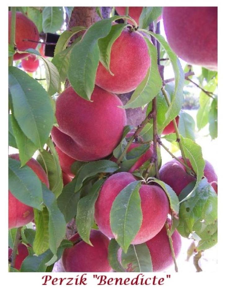 HALFSTAM PERZIK-BOMEN "BENEDICTE", 22€/stuk =ziekteresistent, Tuin en Terras, Planten | Tuinplanten, Vaste plant, Fruitplanten