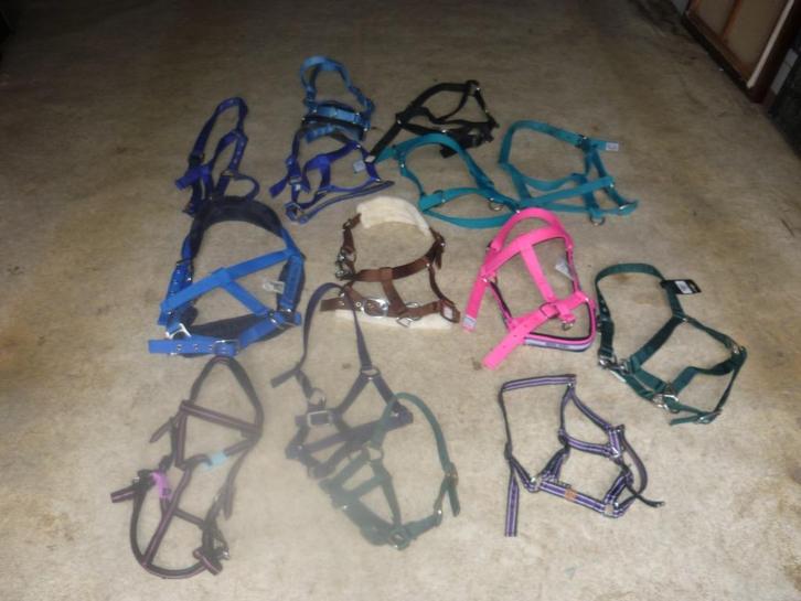 halsters paard en pony, Dieren en Toebehoren, Paarden en Pony's | Hoofdstellen en Tuigage, Nieuw, Recreatie, Ophalen