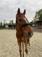 Halve stal gezocht, Merrie