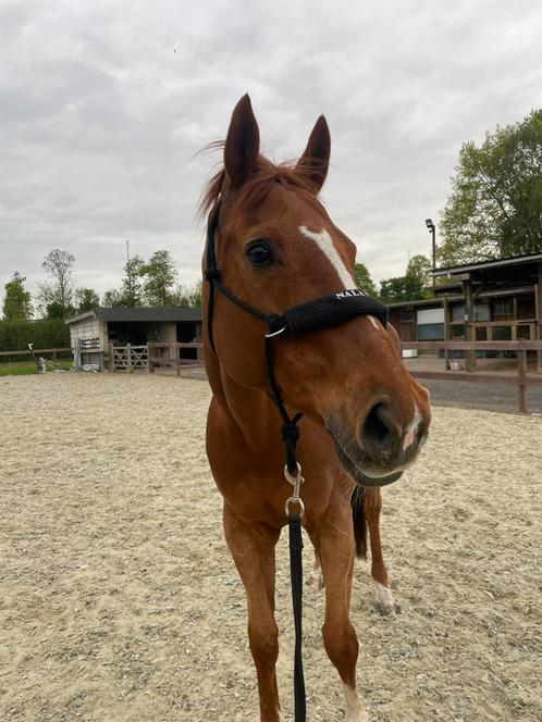 Halve stal gezocht, Dieren en Toebehoren, Paarden, Merrie