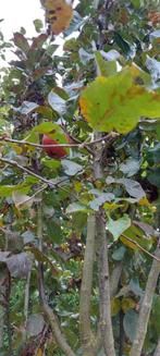 Wie kan appelbomen snoeien tegen kleine vergoeding?, Ophalen