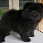 Lieve chow chow pups, België, Fokker | Hobbymatig, 8 tot 15 weken, CDV (hondenziekte)